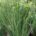 Juncus inflexus 'Blue Arrows'